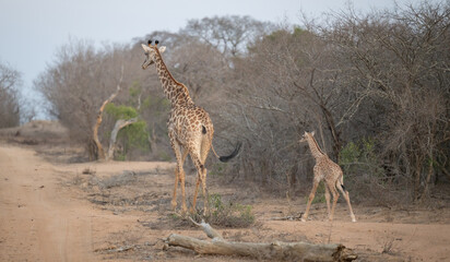 Afrikanische Tiere Giraffenkuh mit Jungtier Giraffenkalb im Busch vom Krüger National Park - Kruger Nationalpark Südafrika