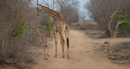 Afrikanische Tiere Giraffenkuh mit Jungtier Giraffenkalb im Busch vom Krüger National Park - Kruger Nationalpark Südafrika