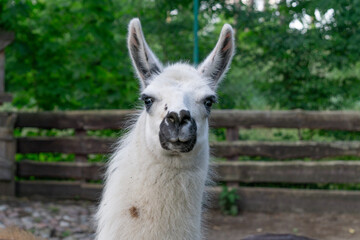 Obraz premium llama animal portrait, white standing llama