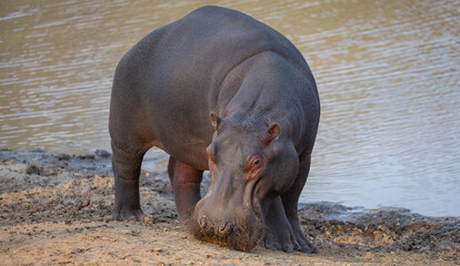 Afrikanische Tiere Flusspferd genannt Nilpferd - Hippo, im Krüger National Park - Kruger...