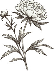 PNG, Hand drawn peony sketch, peonies buds flower, leaf set of anemone flowers vector, illustration outline drawing, poppy botanical black and white line art, buttercup lineart leaves stems engraving