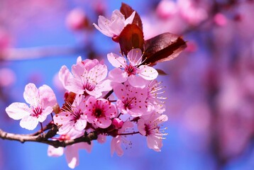 Cherry blossom branch with pink flowers bloom in springtime