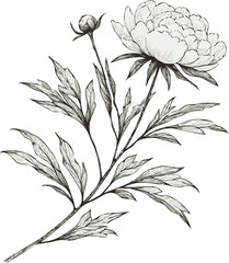 PNG, Hand drawn peony sketch, peonies buds flower, leaf set of anemone flowers vector, illustration outline drawing, poppy botanical black and white line art, buttercup lineart leaves stems engraving