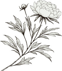 PNG, Hand drawn peony sketch, peonies buds flower, leaf set of anemone flowers vector, illustration outline drawing, poppy botanical black and white line art, buttercup lineart leaves stems engraving