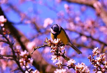 Cute yellow bird standing on cherry blossom branch in springtime