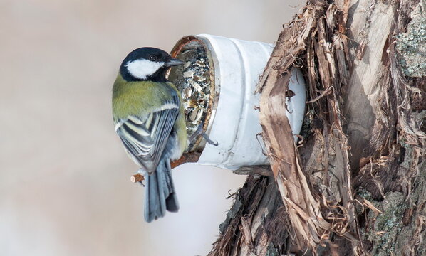 great tit parus major