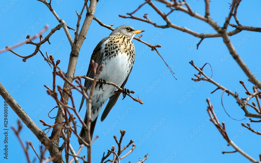 Sticker bird on a branch