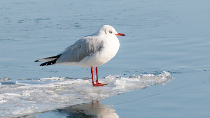 seagull on the shore
