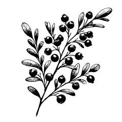 PNG Set of Hand drawn currant branch with berries leaves, black and white Plant illustration in sketch style Blueberry berry art. Botanical illustrations Floral Branches Rowan drawing