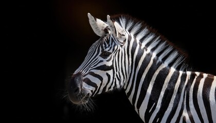 Striking Black and White Striped Zebra in High Contrast Against a Dark Background, Captivating View of Wildlifes Majesty and Power.