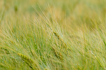grain, rye, wheat in the field in different beautiful colors. background, wallpaper