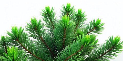 Obraz premium Lush Green Pine Branches Isolated on White - High-Resolution Stock Photo
