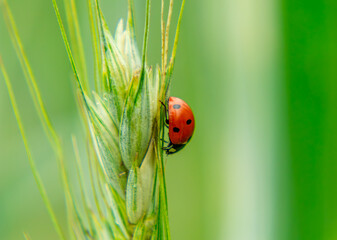 macro photo of an insect sitting on rye, wheat, agricultural field in the countryside