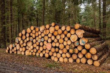 Chemin en forêt domaniale en hiver. Pins sylvestre. Exploitation forestière. Rondins de bois...