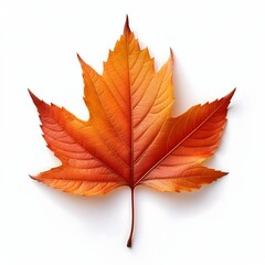 Obraz premium Vibrant Autumn Maple Leaf Illustration