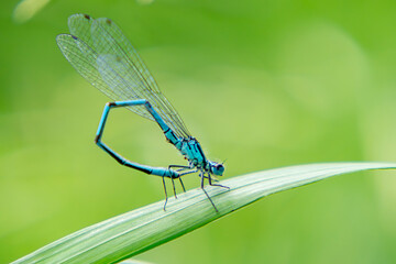 dragonfly sitting on a green grass leaf in macro scale