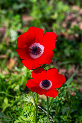 Beautiful wild colorful Anemones growing in wooded areas and open meadows in Israel.

