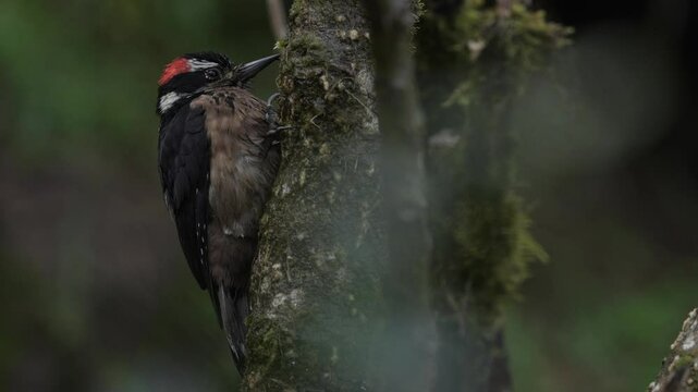 Birdwatching in America. Woodpecker from Costa Rica mountain forest, Acorn Woodpecker, Melanerpes formicivorus. Beautiful bird sitting on the green and orange lichen branch.