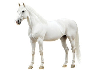 Obraz premium A majestic white horse stands elegantly, showcasing its strong physique and graceful posture.