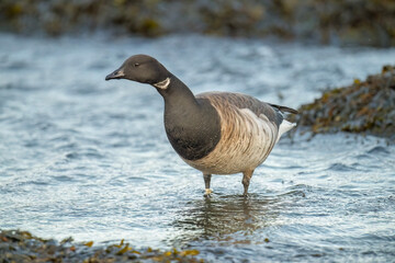 Brent goose standing in the sea feeding on seaweed close up