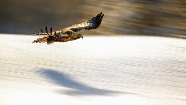 Golden eagle (Aquila chrysaetos), in flight in winter with panning background
