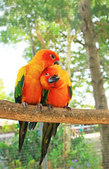 Pair of Adorable Sun Conure Couple Expressing Love and Care