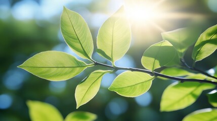 Sunlight Through Spring Leaves, Vibrant Green Foliage, Nature Background, Panoramic 8k Photography