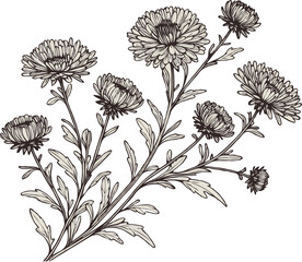 PNG, Hand drawn Aster, dahlia, chrysanthemum sketch flowers, illustration outline of a flower, black and white line art, lineart, set of contour flower, line art, leaves drawing