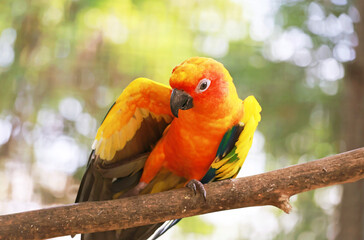 A Beautiful Sun Conure Stretching in the Sunlight
