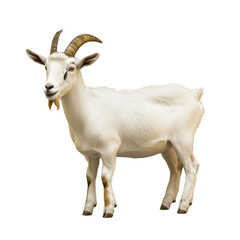 Goat Isolated On Transparent Background, perfect for agricultural designs, animal projects farm related visual content