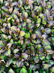 Obraz premium Close-up of green and purple leaves in a natural symmetrical pattern