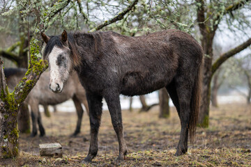 Seal brown  horse in cloudy weather.  Close up of seal brown  horse with withe blaze and snip. Estonian native horses (Estonian Klepper) in the apple orchard.