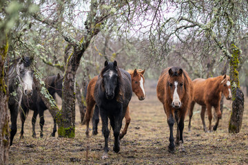 Estonian native horses (Estonian Klepper) in the apple orchard. Horses in apple orchard. Seal brown and chestnut horses  in the foreground. Cloudy winter day.