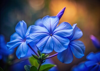 Close-up of Vibrant Blue Cape Leadwort Flower Head, Soft Bokeh Background