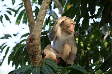 Wild Rhesus macaque sitting on a tree branch in tropical forest on Hainan island