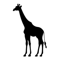 Naklejka premium giraffe silhouette isolated on white