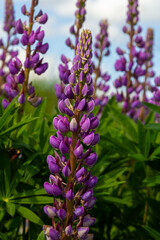 Fototapeta premium Lupinus, lupin, lupine field with pink purple and blue flowers