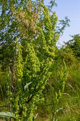 Part of a sorrel bush Rumex confertus growing in the wild with dry seeds on the stem