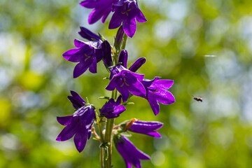 Tall bellflower, Campanula latifolia var. macrantha, blooming in a sunny garden in July, closeup...