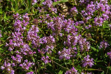 Obraz premium Blossoming fragrant Thymus serpyllum, Breckland wild thyme, creeping thyme, or elfin thyme close-up, macro photo. Beautiful food and medicinal plant in the field in the sunny day