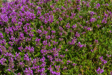 Blossoming fragrant Thymus serpyllum, Breckland wild thyme, creeping thyme, or elfin thyme...