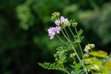 the flowers of Securigera varia - crownvetch, purple crown vetch