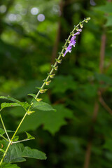 Scutellaria altissima or tall skullcapsmall blue snapdragon-like flowers with green