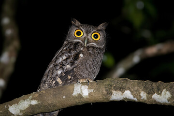 owl, bird, animal, nature, wildlife, beak, predator, wild, eyes, brown, feathers, hunter, feather, portrait, raptor, little owl, white, eye, great, bird of prey, horned, nocturnal, prey, bubo, eagle