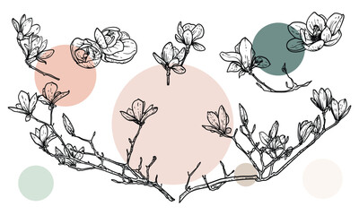 Hand drawn line art magnolias on branches or in bloom. Vector illustrations set of spring flowers. Elegant sketchy doodles of beautiful flowers. Graphic assets for print and online designs.