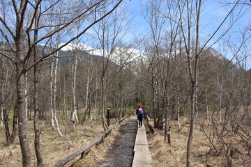 日本の長野県松本市、雪山を望む上高地の遊歩道、5月