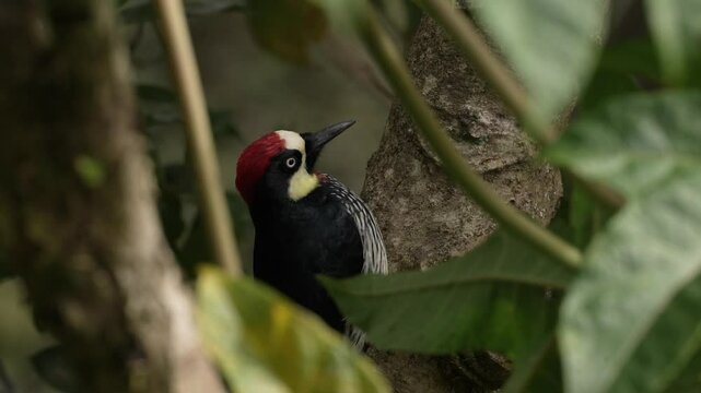 Acorn Woodpecker, Melanerpes formicivorus. Woodpecker from Costa Rica mountain forest. Beautiful bird sitting on the green mossy branch in habitat, Costa Rica. Birdwatching in America.