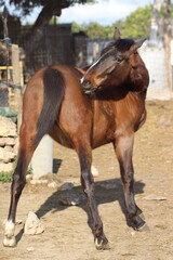 Fototapeta premium Horse. Brown horse on a farm. Horse eats. Beautiful Horse portrait of a horse