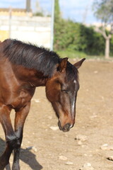Obraz premium Horse. Brown horse on a farm. Horse eats. Beautiful Horse portrait of a horse