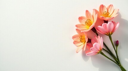 Delicate Peach Blossoms Arranged on a White Background A Serene Floral Composition